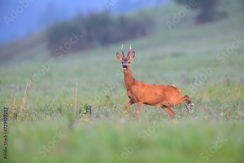 Obraz na płótnie Portrait of a roe deer with antlers on a green meadow in the pasture w salonie