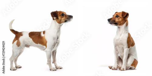Dog Jack Russell Terrier © Pierre Villecourt