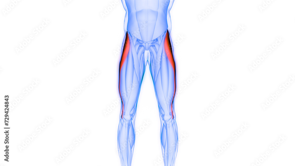 Human Muscular System Leg Muscles Tensor Fasciae Latae Muscles Anatomy Human Muscular System Leg Muscles Tensor Fasciae Latae Muscles Anatomy