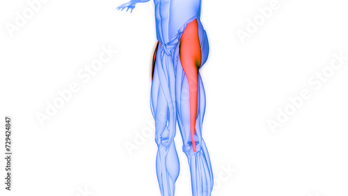 Fotografija Human Muscular System Leg Muscles Tensor Fasciae Latae Muscles Anatomy