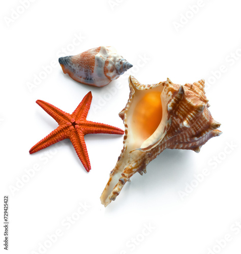 Collection of summer sea vacation design element. Tropical seashell on a white table. PNG travel background design element with real transparent shadow on transparent background.