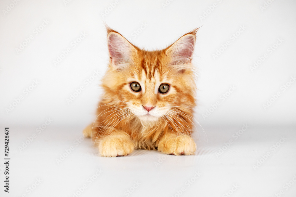Maine Coon kittens stylish portraits on a white background