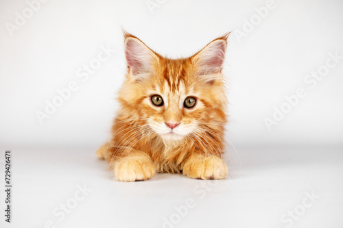 Maine Coon kittens stylish portraits on a white background