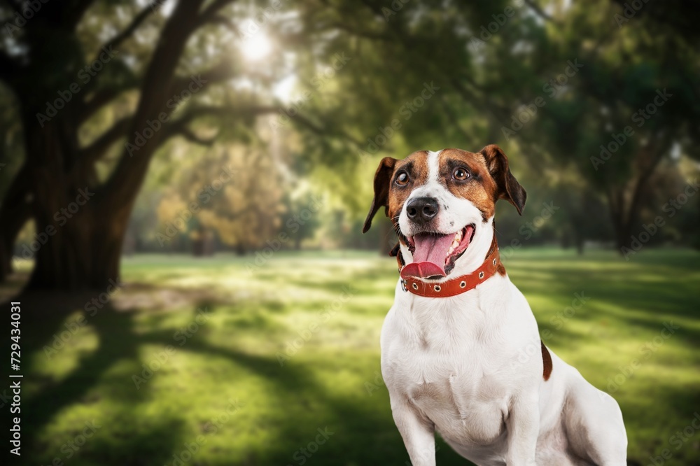 Happy young dog in park background