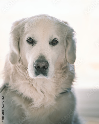 golden retriever