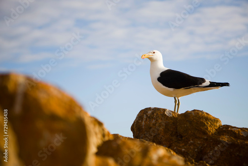 Seagull standing on rocks near the ocean. photo