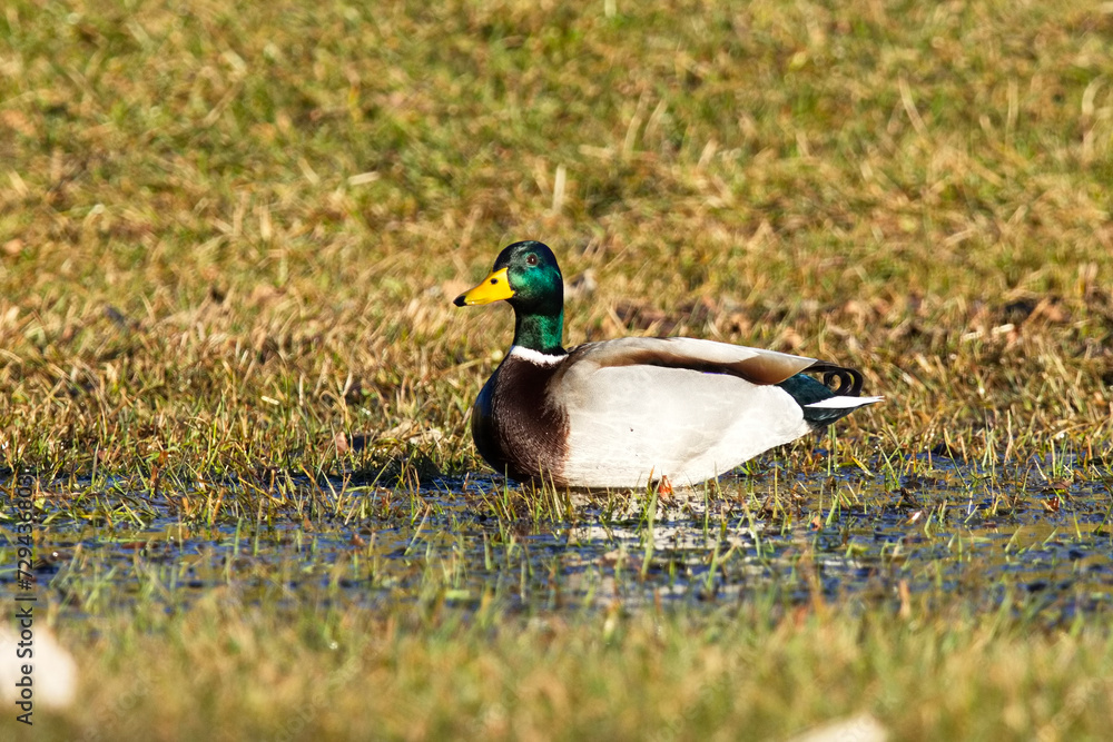 Enten auf einer überfluteten Wiese Enten auf einer überfluteten Wiese