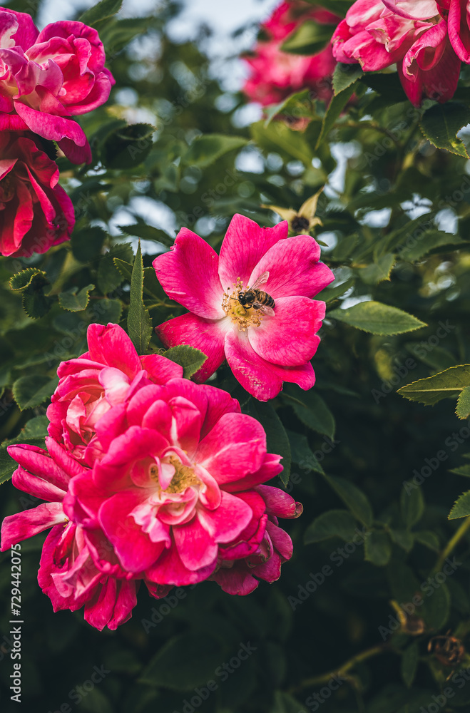 Fototapeta premium pink flowers in the garden