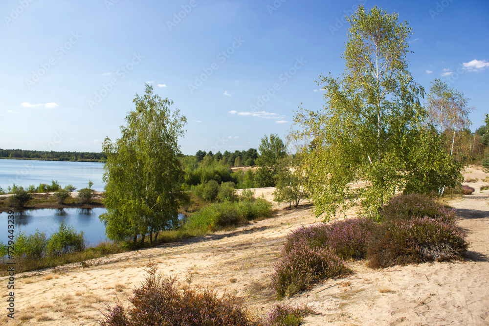 Landscape in National Park Maasduinen in the Netherlands