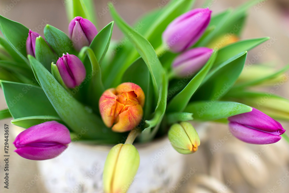 Fototapeta premium close up colourful tulips - soft focus
