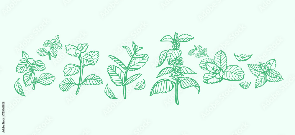 Isolated vector hand drawn set of peppermint and melissa.Mint leaves branches and flowers, spearmint and melissa herbs.Culinary or medical aromatic plant twigs.Botanical elements on a green background Isolated vector hand drawn set of peppermint and melissa.Mint leaves branches and flowers, spearmint and melissa herbs.Culinary or medical aromatic plant twigs.Botanical elements on a green background