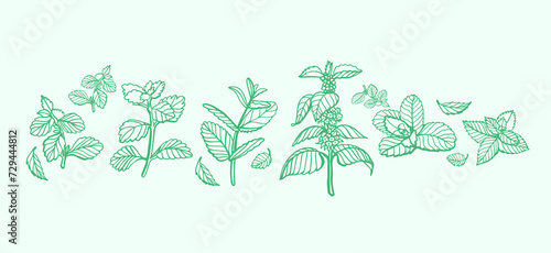 Isolated vector hand drawn set of peppermint and melissa.Mint leaves branches and flowers, spearmint and melissa herbs.Culinary or medical aromatic plant twigs.Botanical elements on a green background