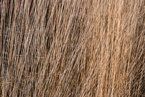 London, UK, 25 January 2024: Golden rushy closeup common reeds background, Stratford, London