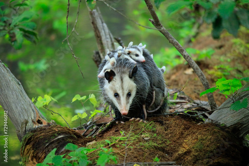 Papier peint Virginia Opossum
