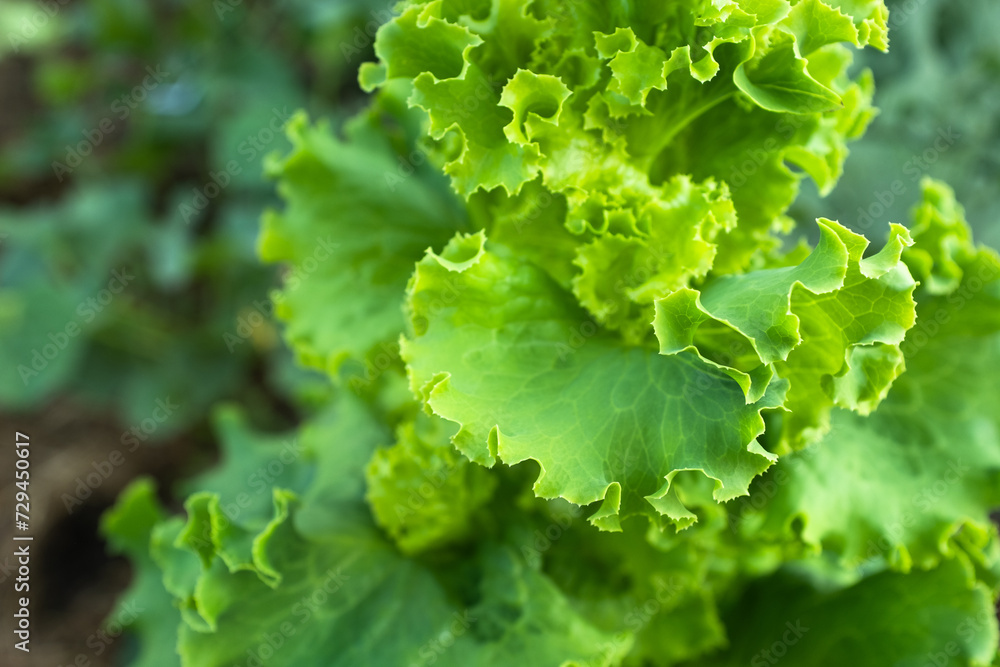 Salad plant grow, close-up. Green lettuce bush for publication, poster, screensaver, wallpaper, postcard, banner, cover, website. High quality photo Salad plant grow, close-up. Green lettuce bush for publication, poster, screensaver, wallpaper, postcard, banner, cover, website. High quality photo