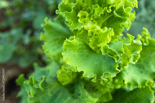 Salad plant grow, close-up. Green lettuce bush for publication, poster, screensaver, wallpaper, postcard, banner, cover, website. High quality photo