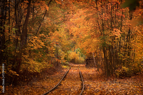 Obraz na płótnie Bahnstrecke durch den Herbstwald w salonie