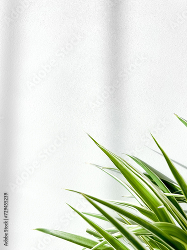 Spring sunlight on a green tree branch with shadows on a light colored wall, commodity field background, copy space