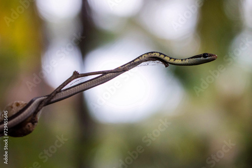 The beautiful Dendrelaphis snake with a pointed head found India 