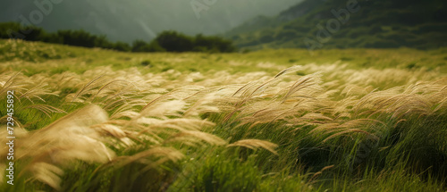 grass, nature, plant, summer, field, meadow.