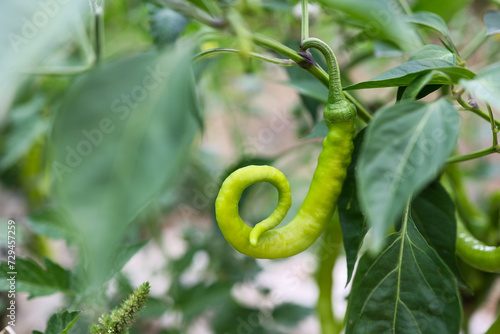 Wallpaper Mural green pepper hanging on a plant. Torontodigital.ca