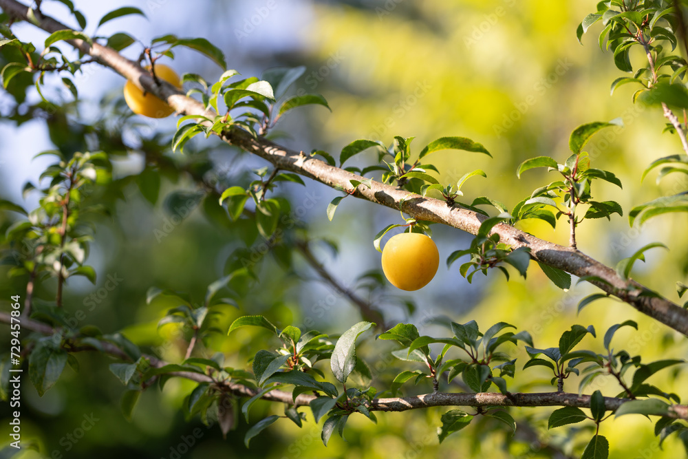 yellow plum tree with hanging fruit. 