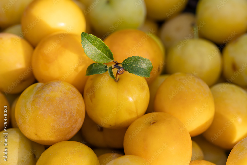 detail of ripe yellow plums, one with branch and leaves