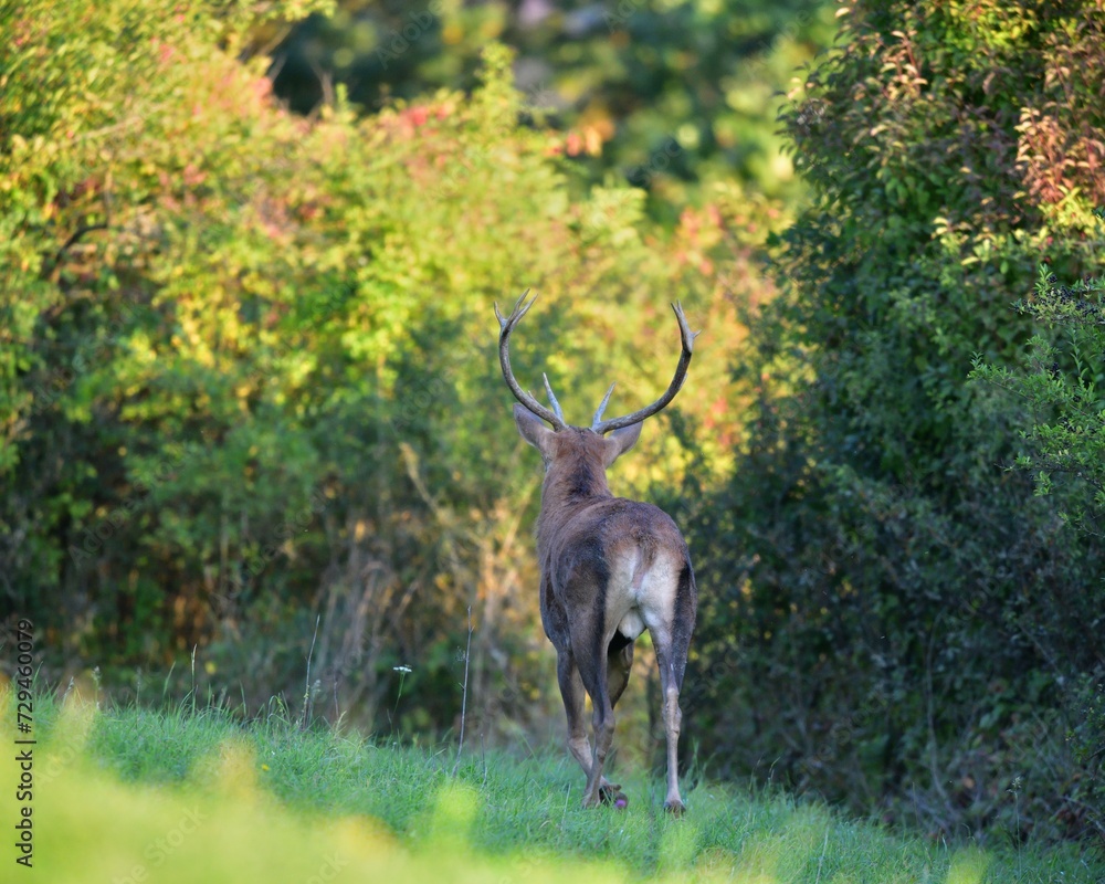 Deer buck with antlers in rut season goes deep into the forest