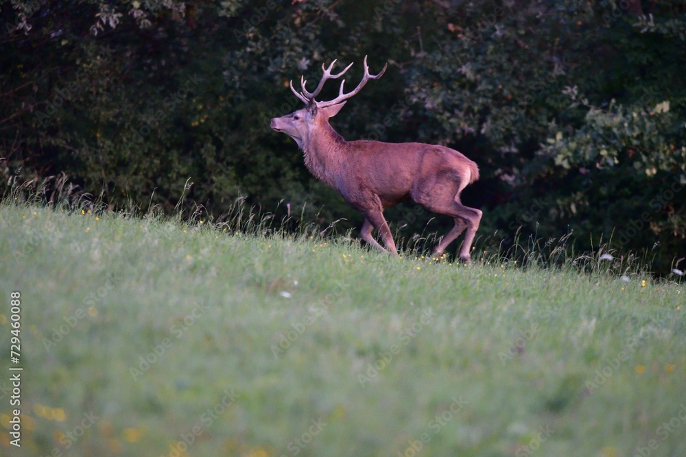 Deer buck with antlers in rut season goes deep into the forest