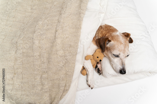 Sleeping dog. small white senior 13 years dog Jack Russell terrier cuddling in white bed covered with blanket and beige plaid  hugging bear toy. Cozy cute resting pet at home. top view from above