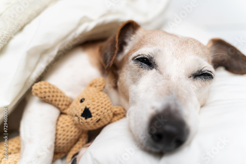 close up sleeping dog face with closed eyes hugging bear toy. dog Jack Russell terrier under comfortable white bed covered with blanket and beige plaid. Cozy cute resting pet at home. Horizontal. 