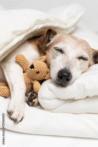 Cute gray haired dog face closed eyes sleeping hugging bear toy. White cozy bed for adorable small senior dog Jack Russell terrier. Good night. vertical composition