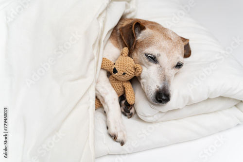 Adorable small white senior 13 years dog Jack Russell terrier sleeping in white bed covered with blanket hugging toy. Cozy cute resting pet at home. Sunny morning wake up with best friend. Gray haired