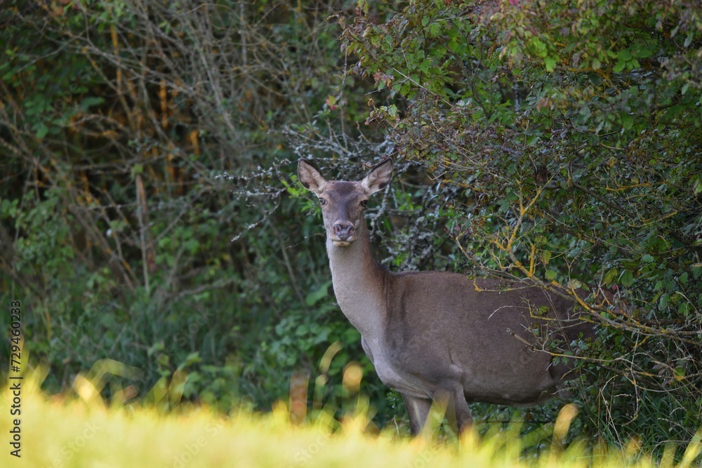 Deer hind with small fawn on the grass pasture