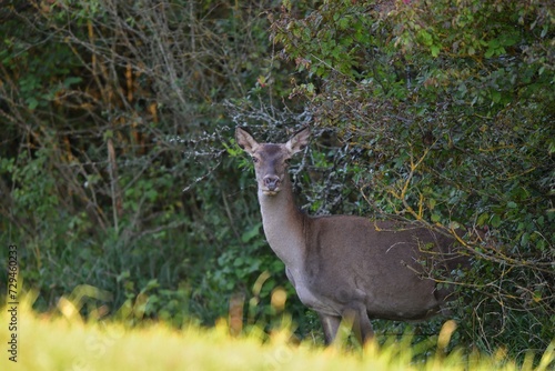 Obraz na płótnie Deer hind with small fawn on the grass pasture w salonie