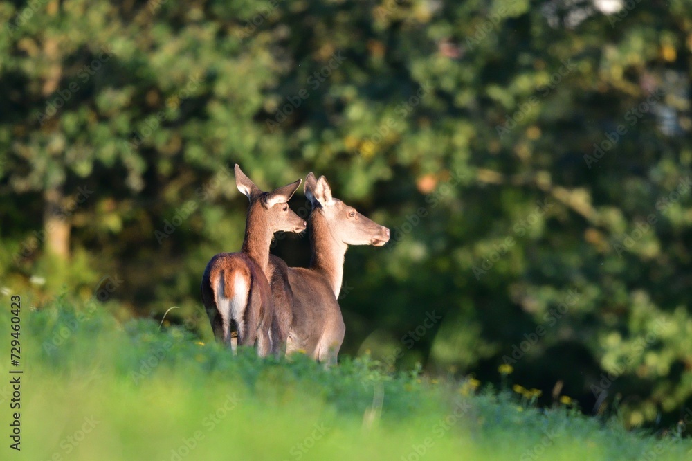 A mother deer hin with her fawn looks around the meadow