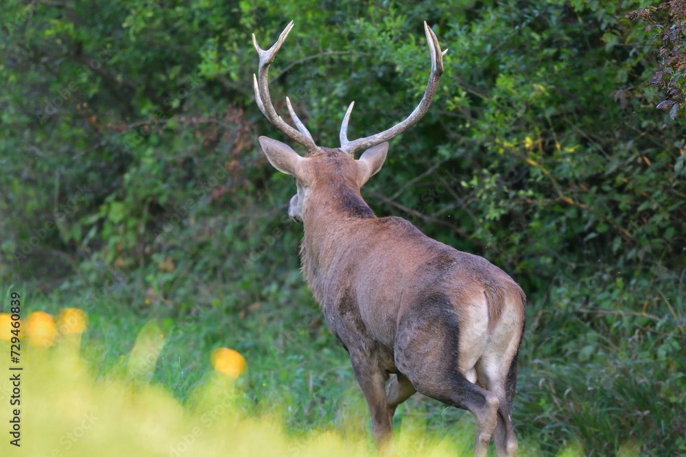 Deer stag with antlers in mating season walking deep into the forest