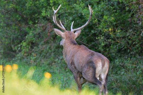 Obraz na płótnie Deer stag with antlers in mating season walking deep into the forest
w salonie