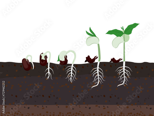 Beans are about to sprout on a white background.