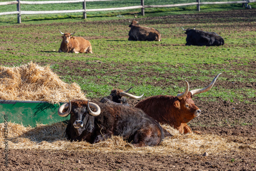 Different oxen lying on the farm straw and others. Jiménez de Jamuz, León, Spain. photo