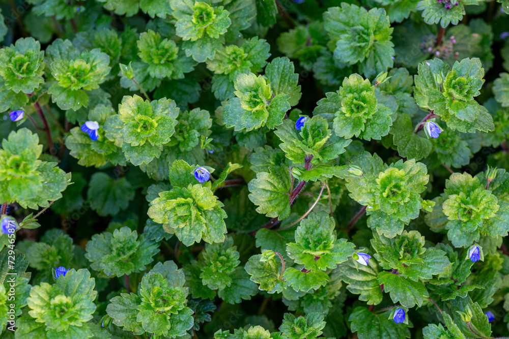 Veronica persica. Common field-speedwell, with their blue flowers. Veronica persica. Common field-speedwell, with their blue flowers.