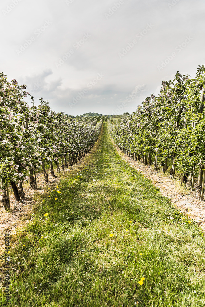 Landscape image of vineyard rows. Salem, Germany Landscape image of vineyard rows. Salem, Germany