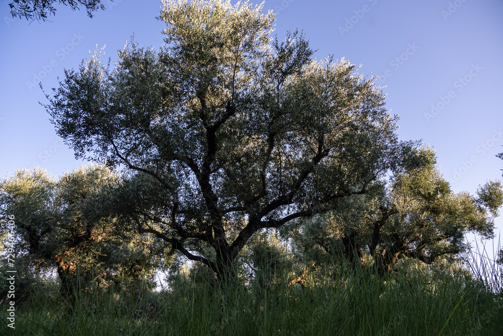 Olive trees in the olive grove of the Greek island. Old olive tree in the park in Greece. Olive grove in the countryside of the island of Zakynthos. Olive tree plantation. 