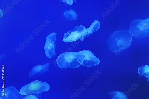 Many round white jellyfish in water on blue background