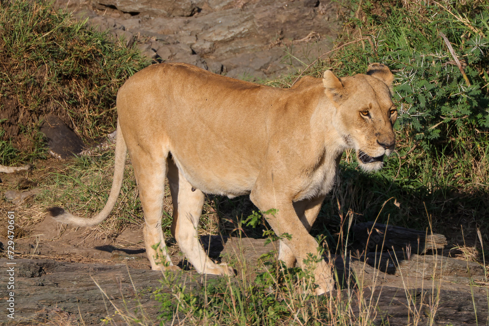 a single lioness in the Maasai Mara NP a single lioness in the Maasai Mara NP