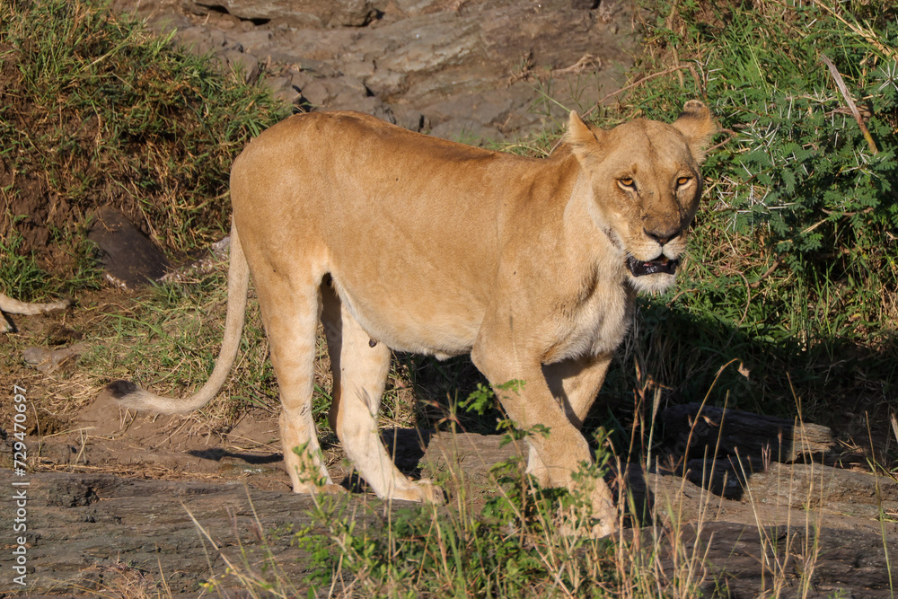 a single lioness in the Maasai Mara NP a single lioness in the Maasai Mara NP