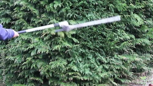 A Man cutting a conifer hedge with a large hedge trimmer  photo