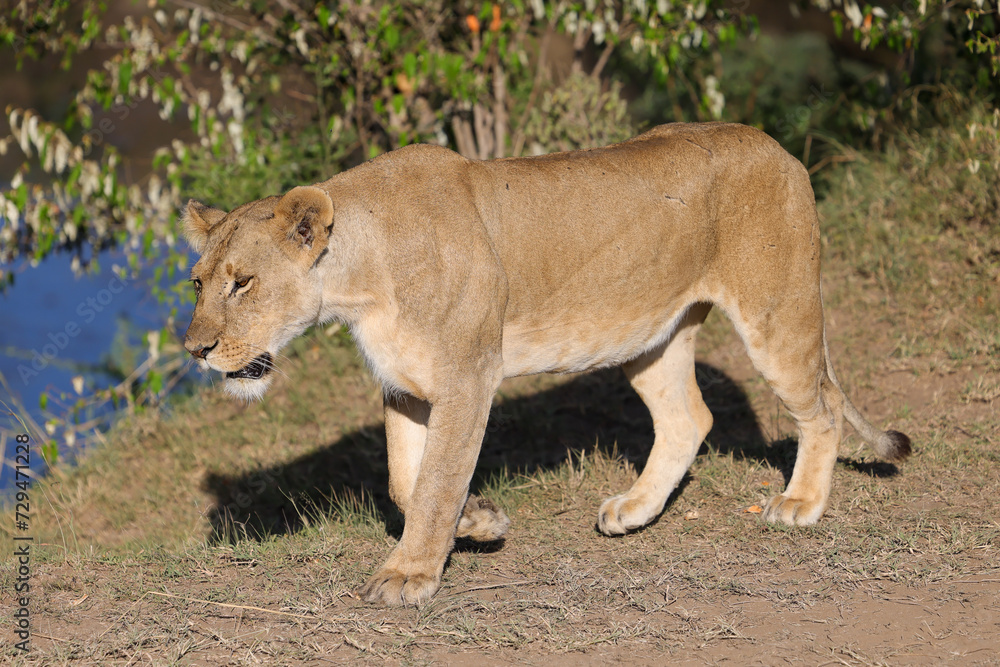 a single lioness in the Maasai Mara NP a single lioness in the Maasai Mara NP