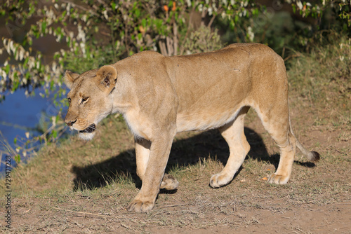 a single lioness in the Maasai Mara NP