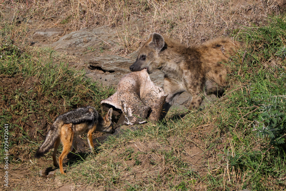 a hyena with a piece of a hippo skin in Maasai Mara NP a hyena with a piece of a hippo skin in Maasai Mara NP